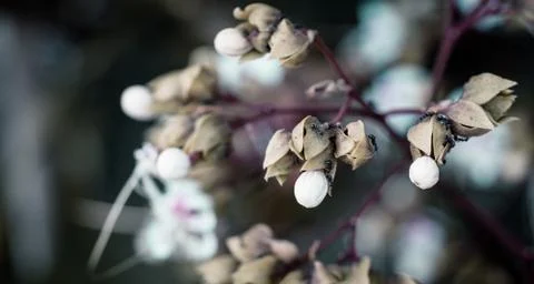 White flower with ant on leaf Stock Photos