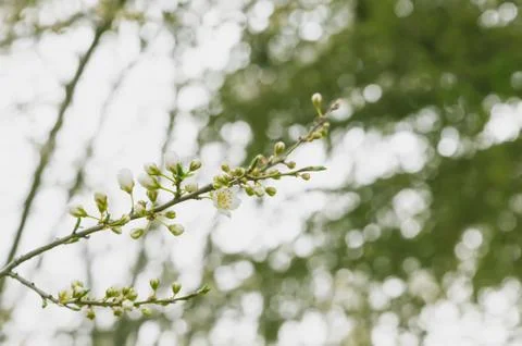 The white flower of apple tree as background Stock Photos