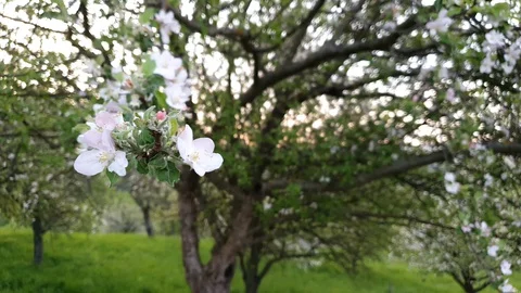 White flower apple tree close-up Stock Footage 129513157