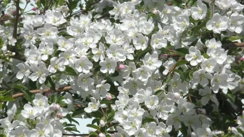 White flower of apple tree Stock Footage 131036695