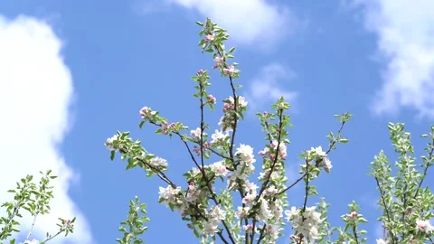 White flower Apricot Stock Footage