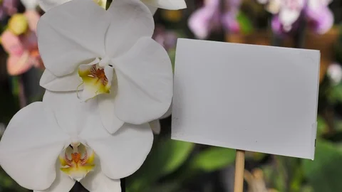 White flower arrangement with empty white greeting card Stock Footage 98750436
