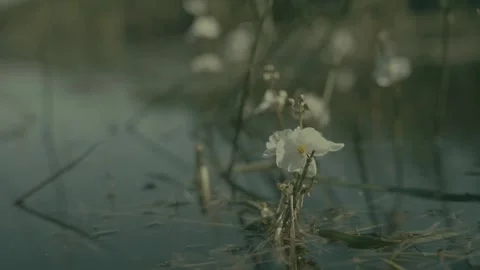 White flower (arrowhead) in marsh waters Stock Footage 316848310