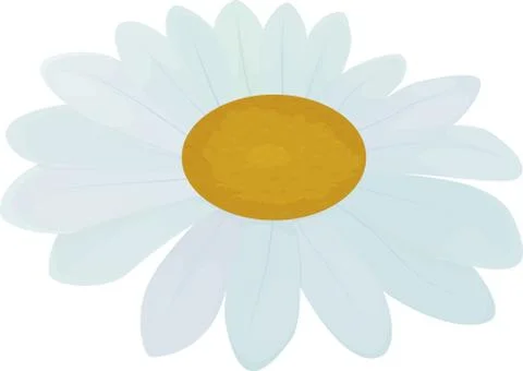 White flower aster or chamomile Illustrazione stock