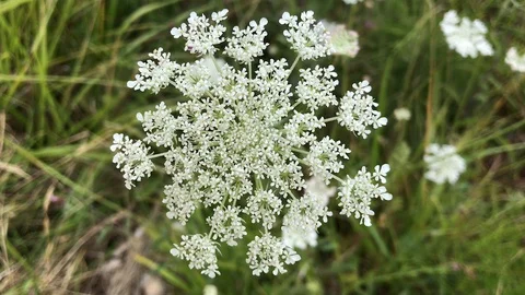 White flower background Stock Footage 111058766