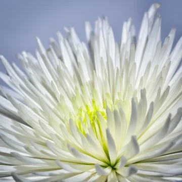 White, flower, background, macro, close up, garden, fresh, petals, flora, f.. Stock Photos