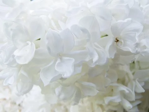 White flower background Stock Photos
