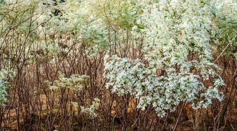 White flower background Stock Photos