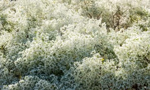 White flower background Stock Photos