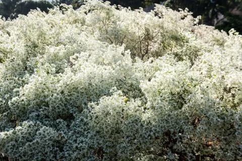 White flower background Stock Photos