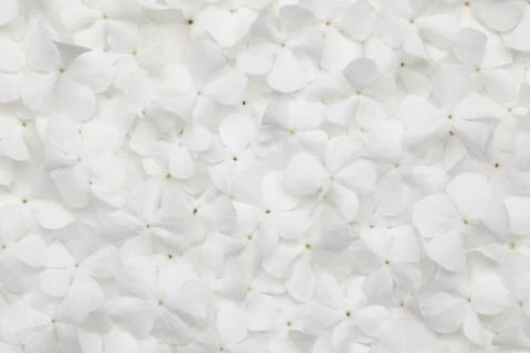 White flower background Stock Photos