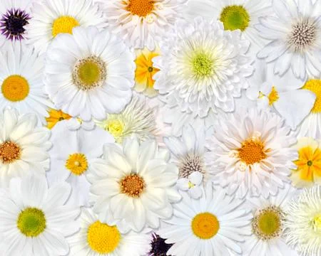White Flower Background Stock-Fotos