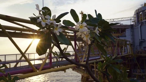 White flower in beatiful sunset at offshore platform Stock Footage 116042745
