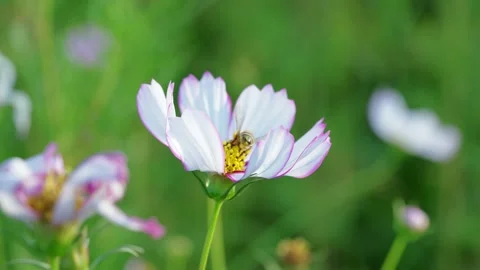 White Flower Bee Video stock 232404100