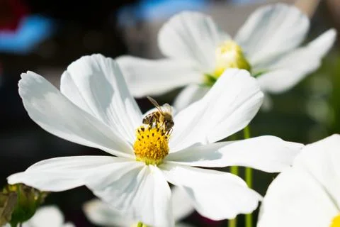 White flower with bee on it Stock Photos