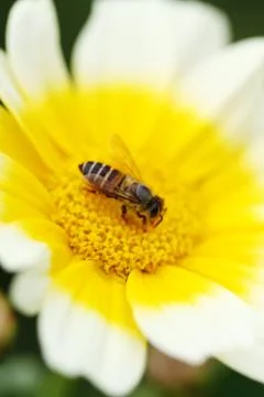 White flower with bee Foto stock