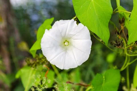 White flower of bindweed on a blurred background, close-up Stock Photos