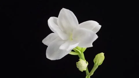 White flower on black background Stock Footage 314908393