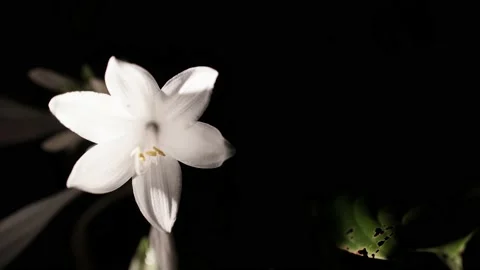 White flower black background nature 4k Stock Footage 138207648