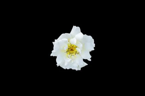 White Flower on Black Background Stock Photos