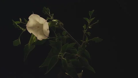White flower on black Stock Footage 146409757
