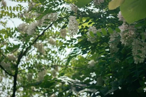 White flower, black locust blooming in the city.The peak of spring in urban c Stock Photos