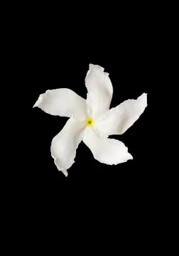 White flower on black Stock Photos