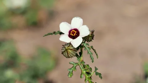 White flower of bladder hibiscus or Flower-of-an-hour plant, Hibiscus trionum Stock Footage 139738626