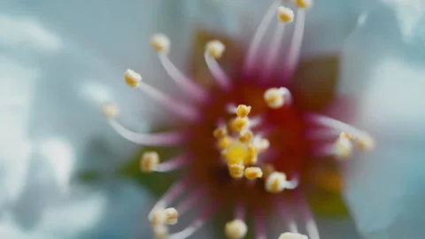 A White flower in bloom Stock Footage 275627234