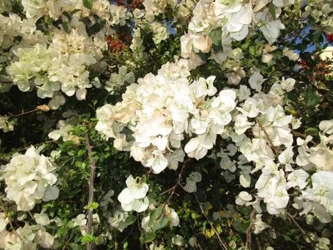 White flower bloom fully Stock Photos
