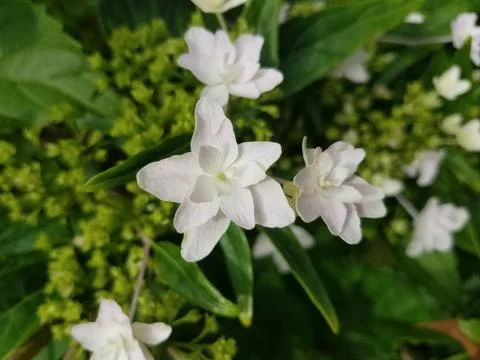 White flower in bloom Stock Photos