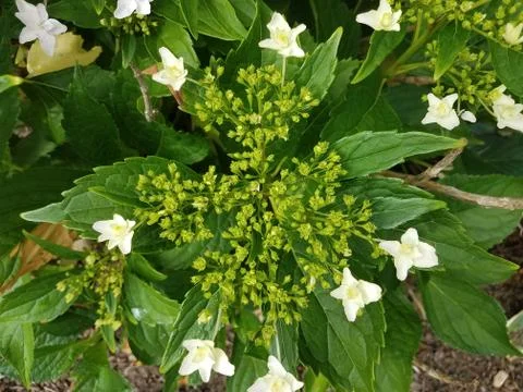 White flower in bloom Stock Photos