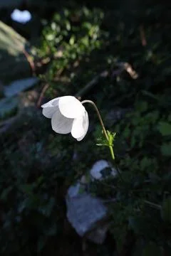 White flower bloom Stock Photos