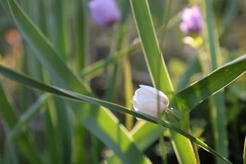 White flower bloom Stock Photos