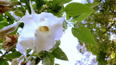 White Flower Bloom in Spring, Wedding Flower Close Up in Low Angle Stock Footage 151357093