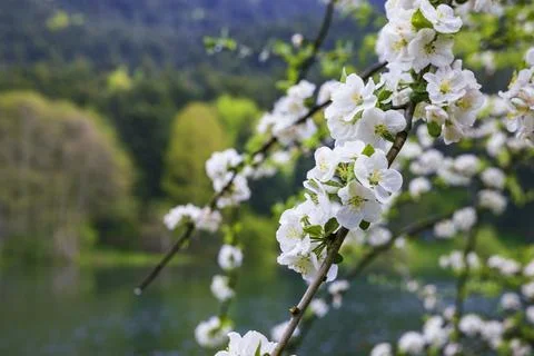 White flower bloom. Springtime concept photo. Stock Photos