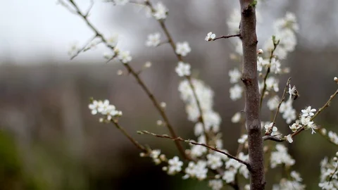 White Flower Blooming Stock Footage 99118586
