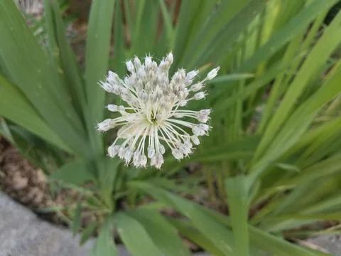 White flower blooming Stock Photos