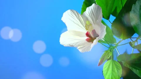 White flower blooming in time-lapse on a blue background. Video stock 56743845