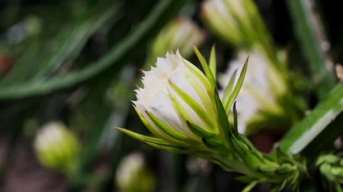 White flower blooming in time lapse on green background Stock-Footage 333815183