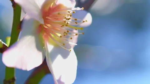 White flower blossom in spring Stock Footage 274667689