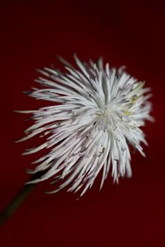 White flower blossoming close up botanical background clematis viticella fami Stock Photos