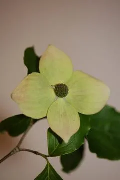 White flower blossoming macro cornus kousa family cornaceae botanical modern  Stock Photos