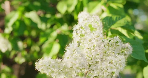 White flower blossoms on a bird cherry branch, selective focus Stock Footage 231560388