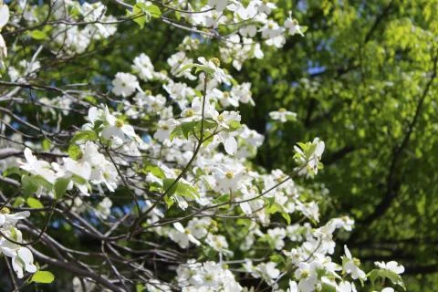 White flower blossoms on tree Stock Photos