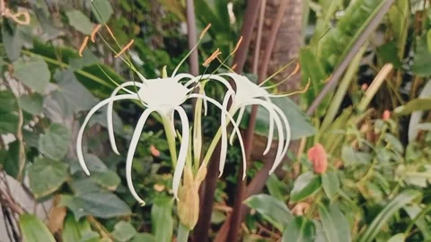 White flower blowing in the wind 库存影片 200985504