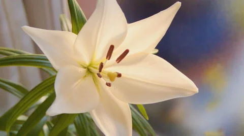 White Flower Blue Background Vídeo Stock 65789968