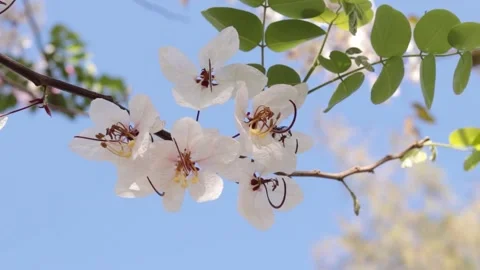 White flower on blue background Stock Footage 170756672