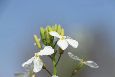 White flower with blue background. Stock Photos
