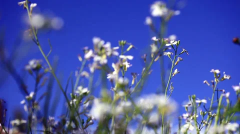 White flower with blue Stock Footage 38841719